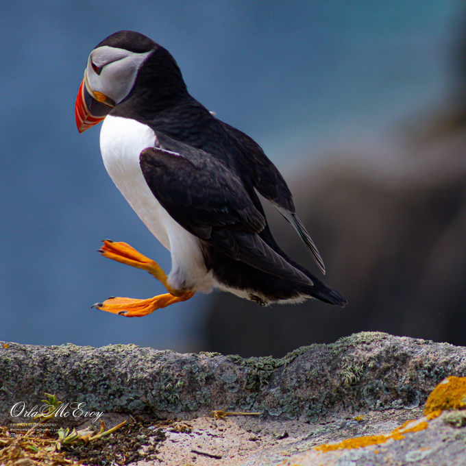 Puffin Landing
